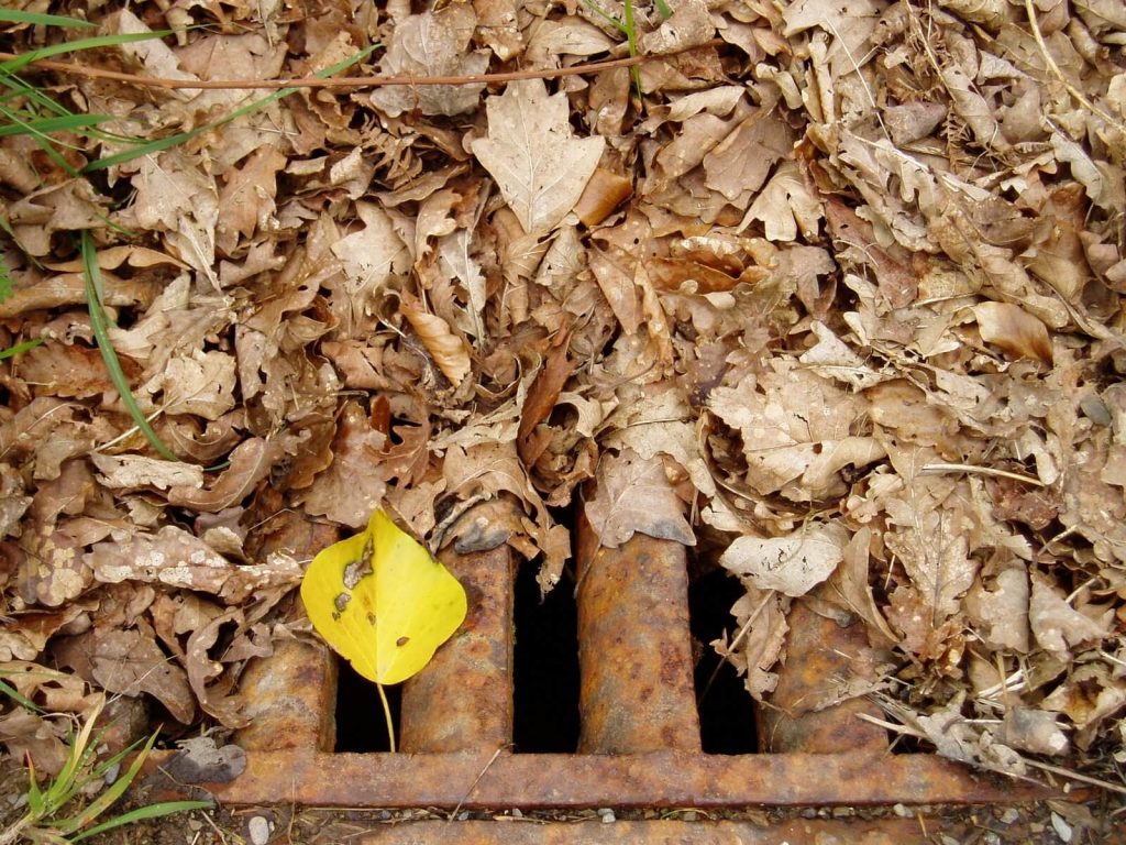 Leaves Blocking Storm Drains